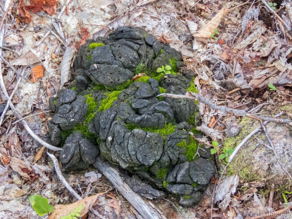 Moose Poop